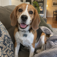 Biscuit