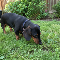 Oscar