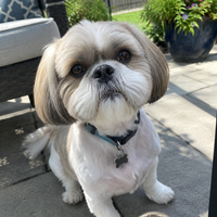 Mochi